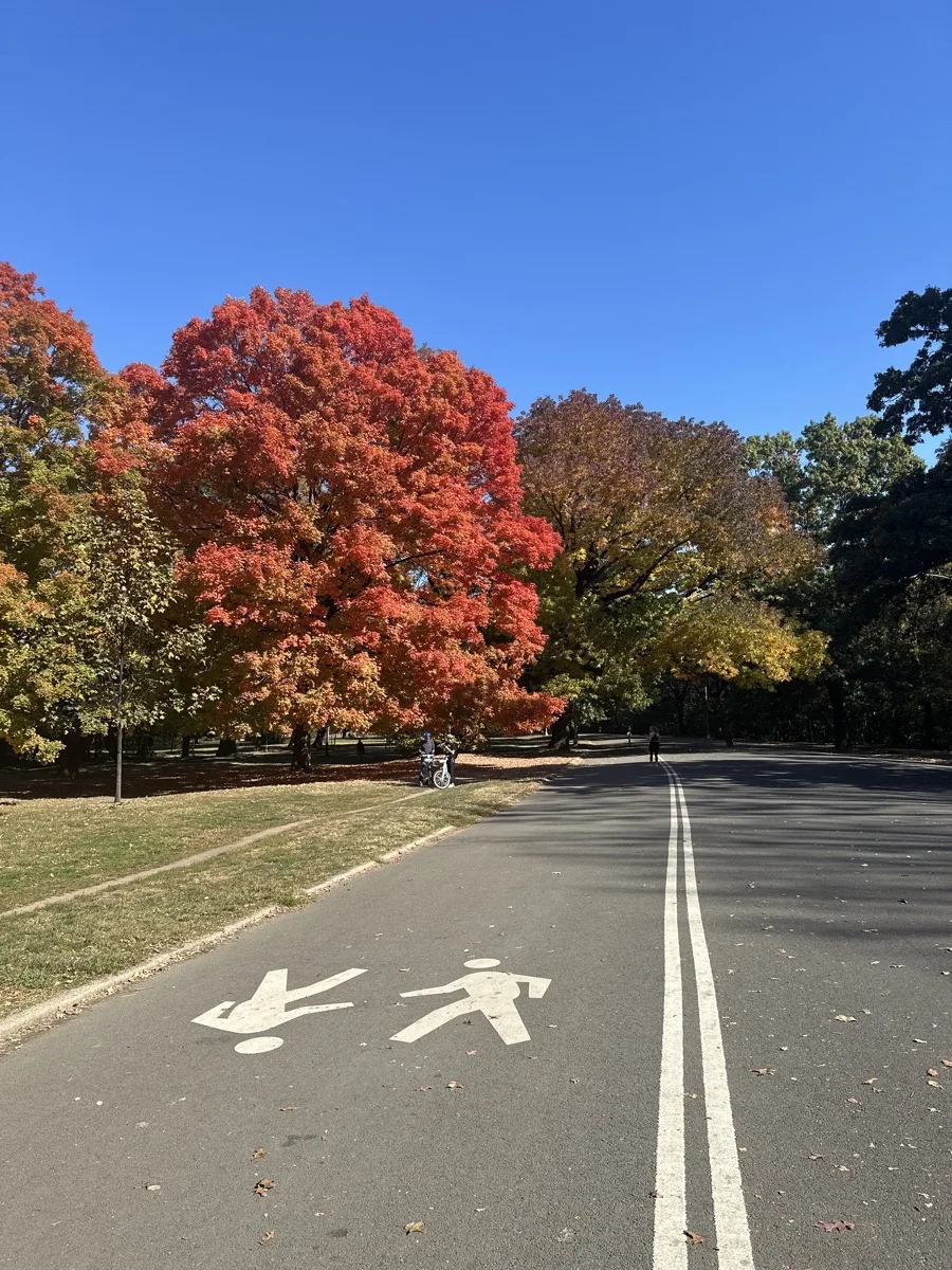 Fall foliage over a park drive in Prospect Park, Brooklyn